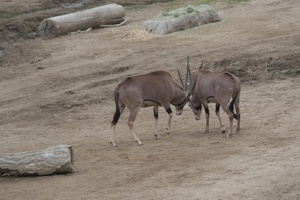 321-0308 Safari Park - Fringe-eared Oryx